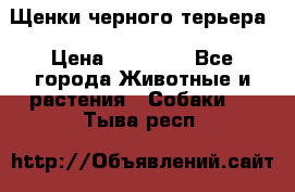 Щенки черного терьера › Цена ­ 35 000 - Все города Животные и растения » Собаки   . Тыва респ.